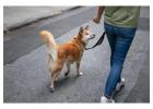Dog Walking Services in Ghaziabad
