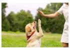 Dog Trainer in Ghaziabad