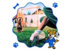 Dog poop pickup service