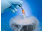 Egg Freezing Success Rate India - CureSpots