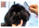 Pamper Your Pets at Home with Fluffy Tails Mobile Grooming in Qatar
