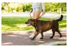 Dog Walking Services in Nagpur