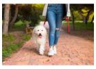 Dog Walking Services in Kochi