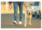 Dog Walking Services in Patna