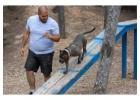 Dog Trainer in Patna
