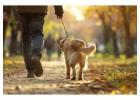 Dog Walking Services in Kanpur
