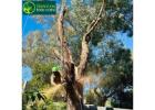Reliable Tree Removals in Melbourne for Safe, Clean Outdoor Spaces