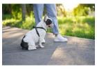 Dog Walking Services in Mysore