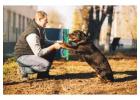 Dog Trainer in Mysore