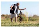 Dog Trainer in Srinagar JK
