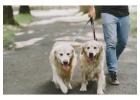 Dog Walking Services in Srinagar JK