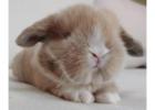 Gold Holland Lop Bunnies for Sale