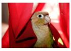 Pineapple Conure – Colorful & Friendly Companion | Mo’s Birds
