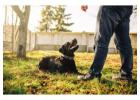 Dog Training Service in Bangalore