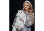 Buy Siberian Cats Online