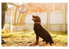 Dog Training Service in Delhi