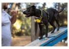Dog Training Service in Chennai