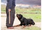 Dog Training Service in Mumbai