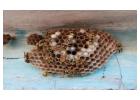 Melbourne Wasp Removal: Safe and Reliable Solutions for Your Property