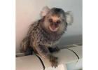Marmoset Monkey Male