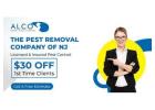 Termite Control in Haworth, NJ – ALCO Animal & Pest Control