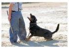 Dog Training Service in Hyderabad