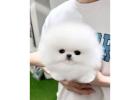 Teacup Pomeranian puppies for sale