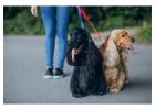 Dog Walkers in Bangalore