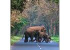 Affordable Dooars Tour Package from Siliguri || NatureWings
