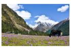 North Sikkim Tour Package for 7 Days | Customizable Sikkim Trip