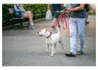 Dog Walkers in Chennai