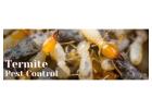 Termite Control Services in Jaipur for Safe Homes