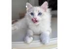 Reputable Siberian Breeders About Becky