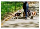 Dog Walkers in Mumbai