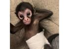 Spider Monkeys For Sale