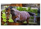 Jigsaw Puzzles Online