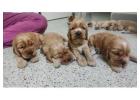 Cocker Spaniel Puppies For Sale
