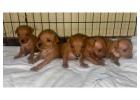 Miniature Pinscher Puppies For Sale