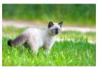 Siamese Kitten For Sale