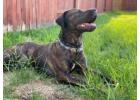 Presa Canario Puppies For Sale