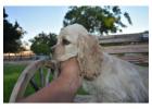 Discover top Cockapoo breeders for sale