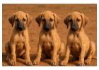 Mudhol Hound Puppies For Sale