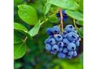 Premium Blueberries Plants for Sale – Grow Your Own Fresh Berries