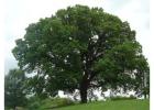 Shop Native Trees Online - iTrees