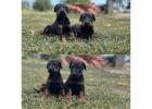 Doberman Puppies for Sale