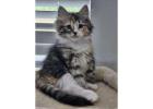 Beautiful Siberian Kittens Ready for New Home