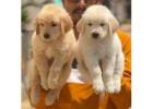 Golden Retriever Puppies For Sale