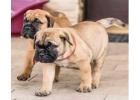 Bullmastiff Puppies for Sale