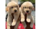 Golden Retriever Puppies For Sale