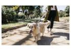 Dog Walking Services